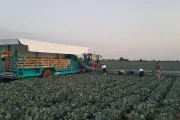 Deman harvesting trailer for cabbage and broccoli with harvesting belt 1380 cm