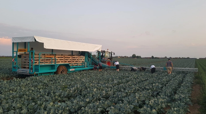 Deman harvesting trailer for cabbage and broccoli with harvesting belt 1380 cm