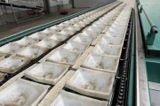 Greefa MSE 4-14 sorting machine 4 line with 16+1 sortings