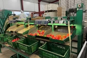 Greefa MSE bell pepper grading machine