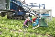 Harvester for iceberg lettuce in boxes