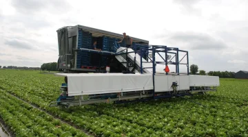 Cosechadora sobre oruga con cinta recolectora de cajas de 1600 cm con sistema de elevación para remolques
