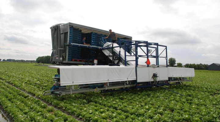 Harvester for iceberg lettuce in boxes