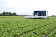 Harvester for iceberg lettuce in boxes