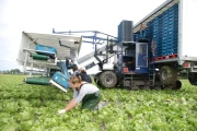 Harvester for iceberg lettuce in boxes