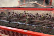 Holaras UM300F + UR285 onion harvester