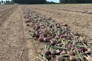 Holaras UM300F + UR285 onion harvester