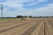 Holaras UM300F + UR285 onion harvester