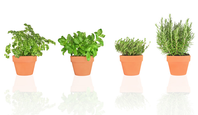 Horti-Europe �����a ��� ������ � �����