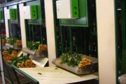 Jamafa rose processing machine image 1