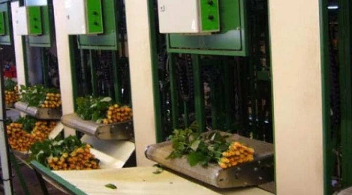 Jamafa rose processing machine image 1