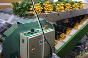 Jamafa wrapping-sealing machine for Roses image 1