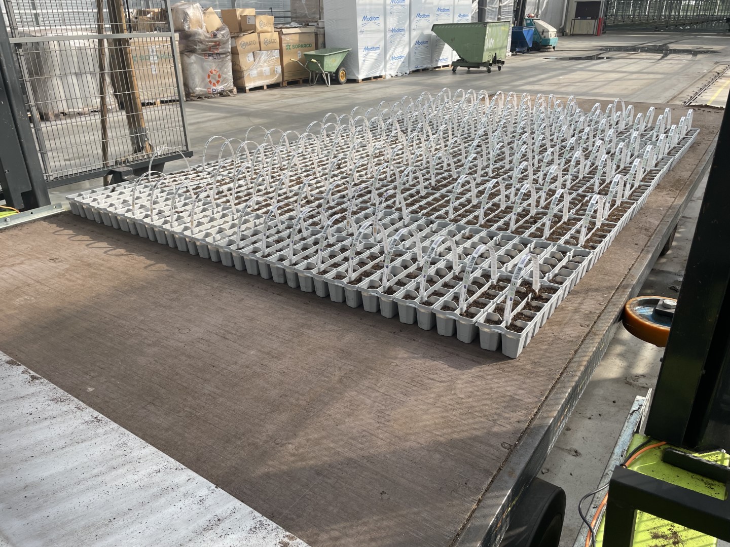 ����� Javo Linea Recta ��� ��������� ��������
