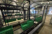 Koat vine tomato processing line