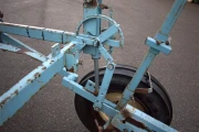 koningsplanter (6)