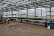 Buffer conveyor for potplants and trays