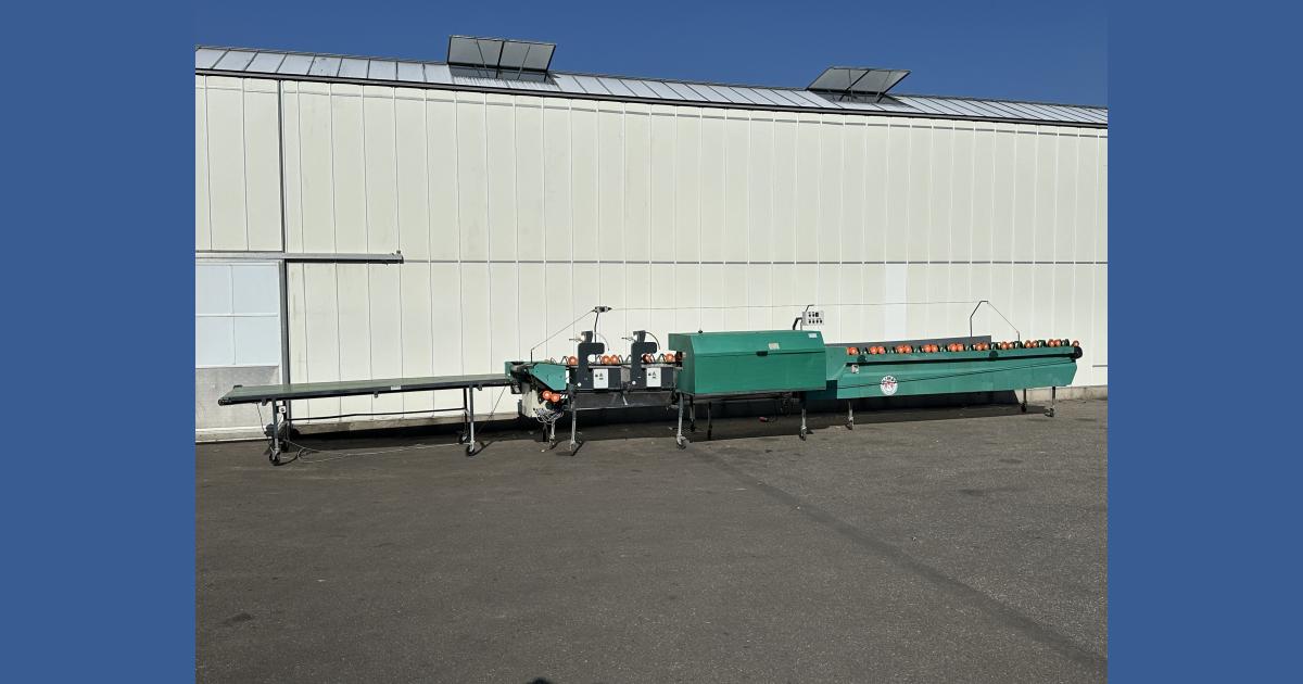 Olimex flower processing machine with 2 binders and collection conveyor ...