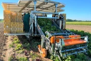 Ortomec lettuce harvester - cosechadora de lechuga