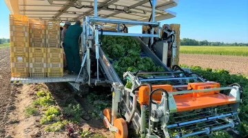 Ortomec Herbex 9000 Lattuga lettuce harvester