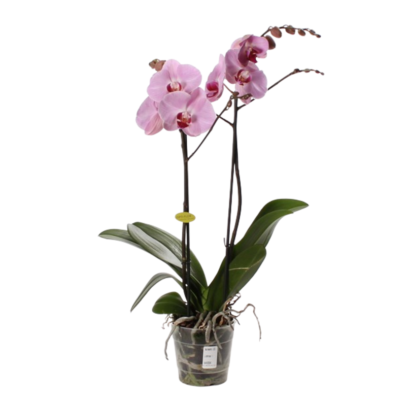 Javo ����������� ������ ��� ������� Phalaenopsis �������
