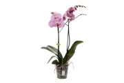 Javo potting machine 'special' for Phalaenopsis