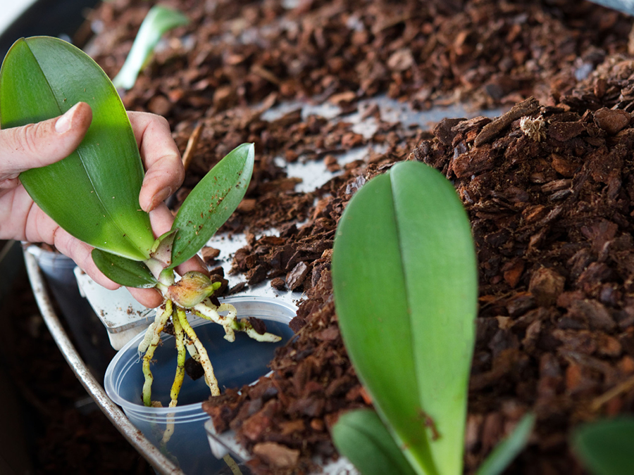 Javo ����������� ������ ��� ������� Phalaenopsis �������