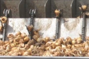 Poel Freesia planting machine image 5