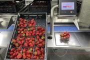 Proseal repackaging and weighing line for soft fruits, such as strawberries