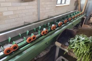 Bercomex SOBB-SL5 DD/SPW flower processing machine with 2 binding machines and sponges
