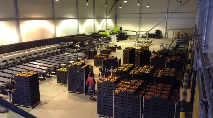 Greefa SmartSort 4 lane