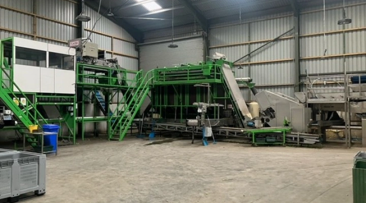 Tumoba Kerian sorting line for brussels sprouts with bunkers and roller inspection conveyor