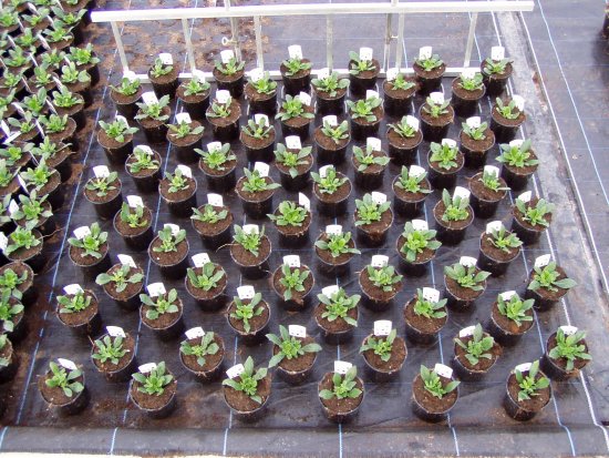 Алюминиевая вилка Twinspacer для переноски горшков диаметром 9 см