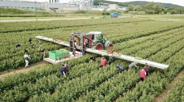 VDR trasportatore per la raccolta per fiori con piattaforma