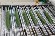Vito cucumber sealer