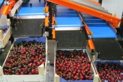 Wamel Perfect CGM cherry sorting machine
