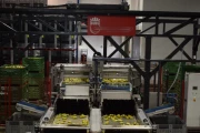 Wamel Perfect 8 line Unigrader apple & fruit sorting machine