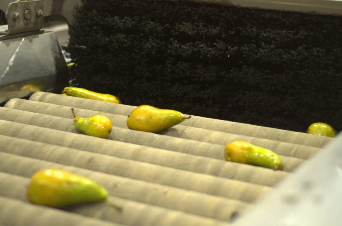 Wamel Perfect Unigrader 8 spoor sorteerlijn voor appels en peren met ...