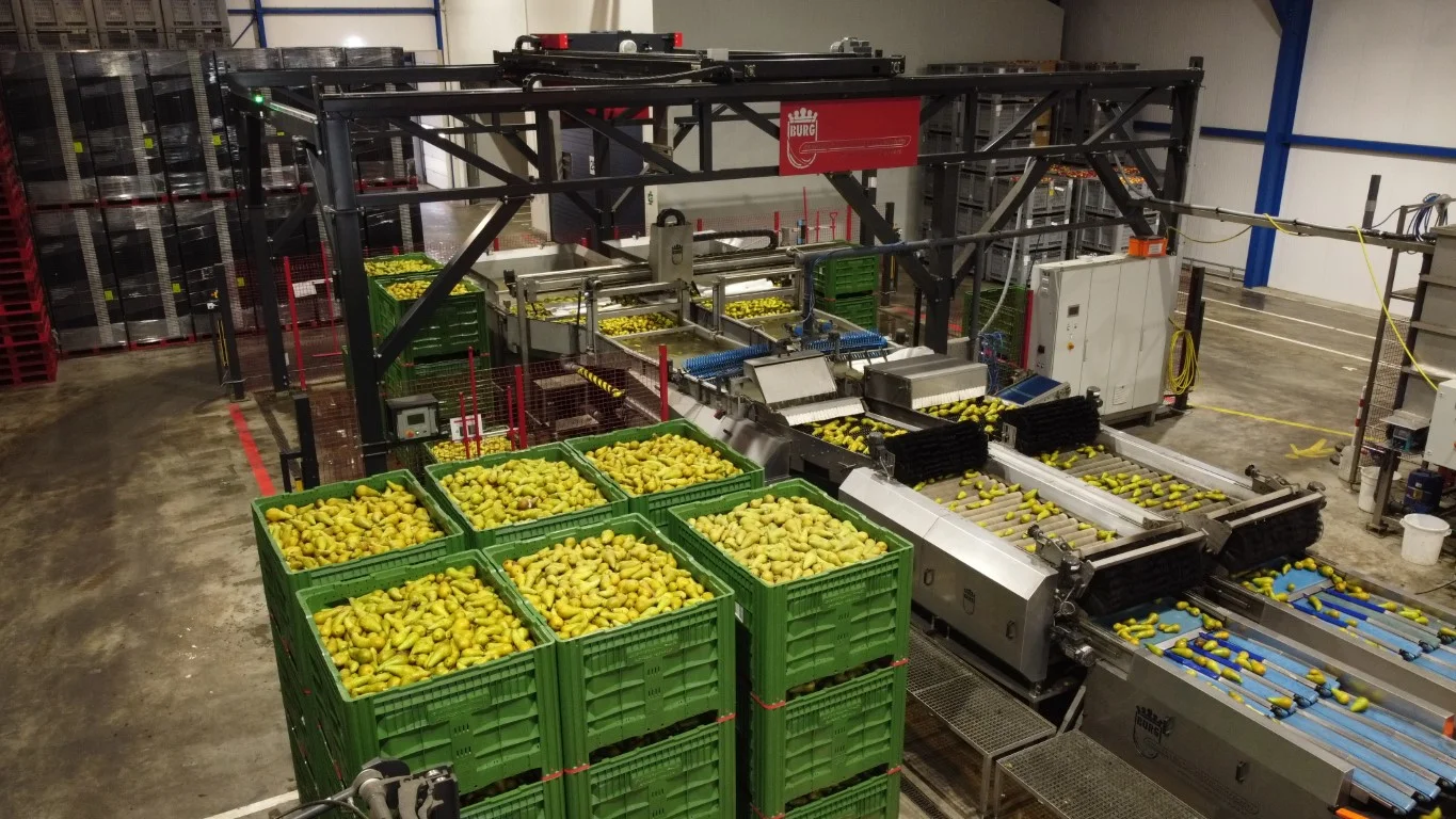 Wamel Perfect Unigrader 8 spoor sorteerlijn voor appels en peren met ...