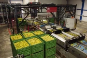 Wamel Perfect 8 line Unigrader apple & fruit sorting machine