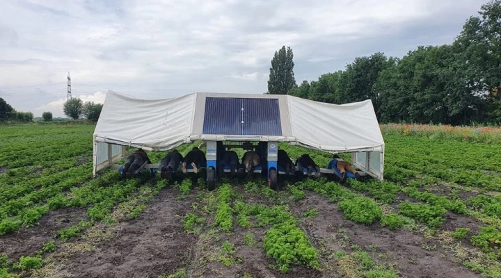 DJM Solar onkruidwieder ligbedwieder / wiedbed – 8 persoons – elektrisch rijdend